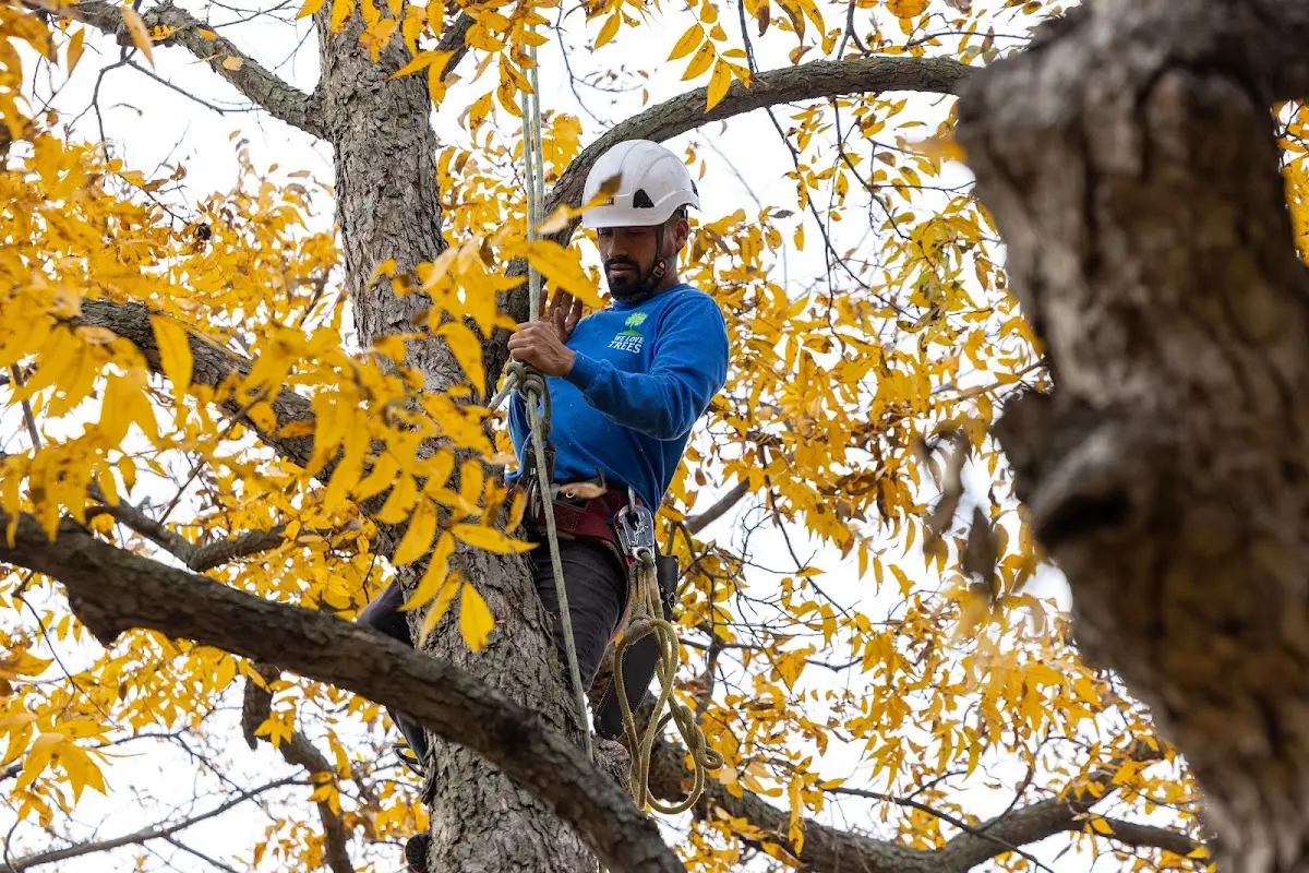 Skilled Tree Trimming crew working in Bonsall