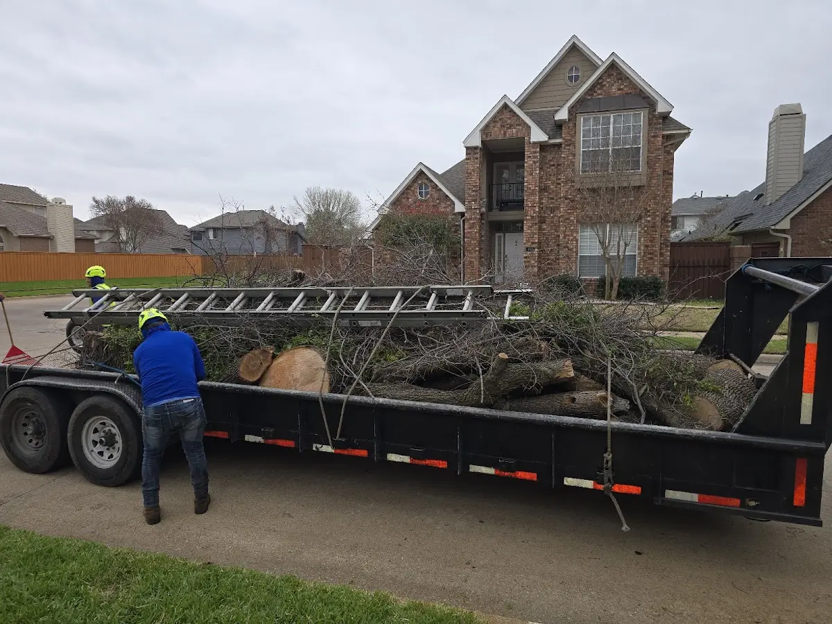 Expert Tree Pest Control with proper safety equipment in Bonsall